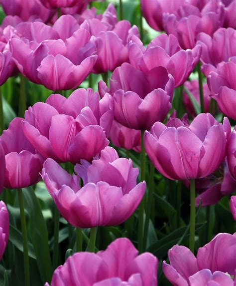 Mid April Tulipa Purple Prince 14 Bulb Flowers Flower Farm