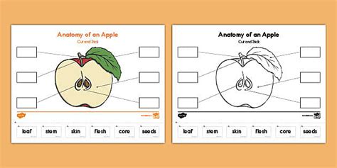 Anatomy Of An Apple Cut And Paste Activity Teacher Made