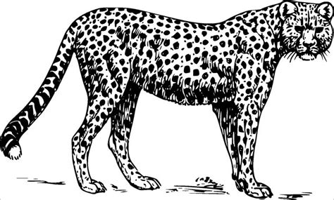 Realistic Cheetah Coloring Page Coloringbay