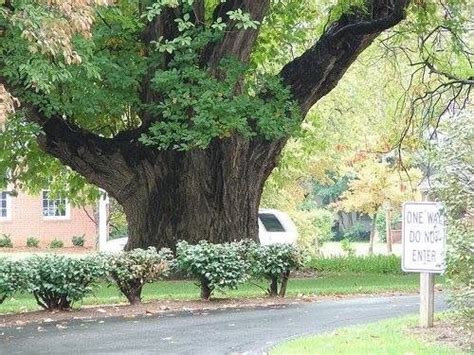 Worlds Largest Sassafras Tree Owensboro Kentucky