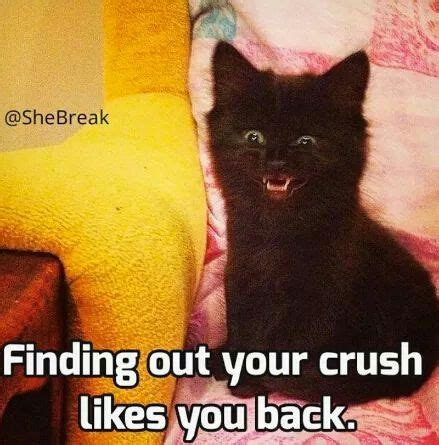 Pin By Audree Asselin On Cute Funny Things Funny Crush Memes Funny