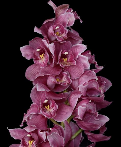 Cymbidium Orchid Mini Dark Pink Jacksonville Flower Market