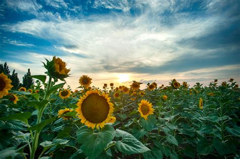 Sunflower Field Under Blue Sky · Free Stock Photo