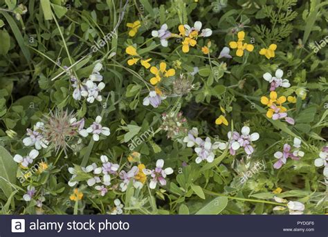 Securigera Parviflora Hi Res Stock Photography And Images Alamy