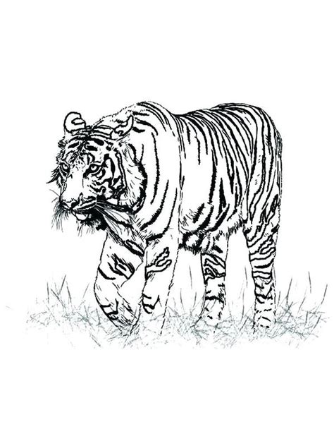 Realistic Advanced Animal Realistic Printable Realistic Tiger Coloring