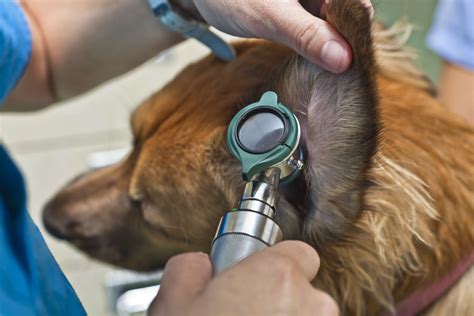 Ear Infections In Dogs And Cats
