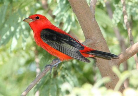 Scarlet Tanager Bwd Magazine