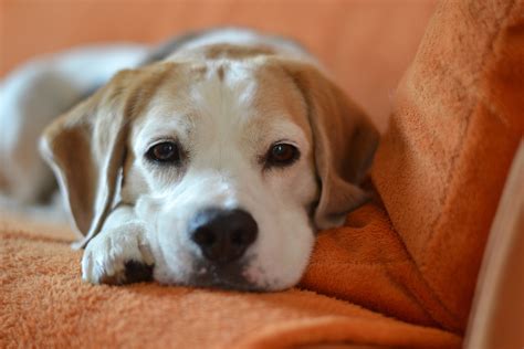 Canines On The Couch Should You Let Your Dog On The Sofa
