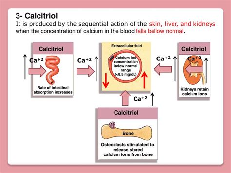 Ppt Lecture 13 Bone Tissue Powerpoint Presentation Free Download