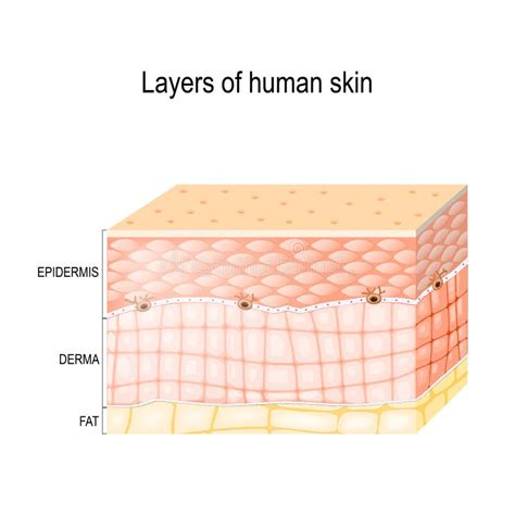 Layers Of Healthy Human Skin Stock Vector Illustration Of Layer