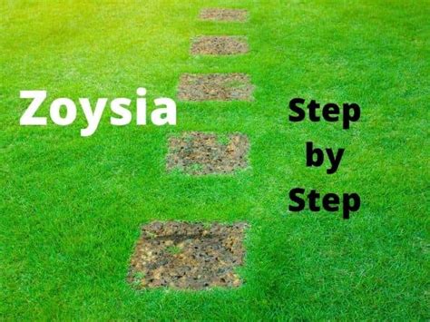 Plant when daily temperatures are consistently in the 70s. How To Grow A Successful Zoysia Lawn: A Step-By-Step Guide - Thriving Yard