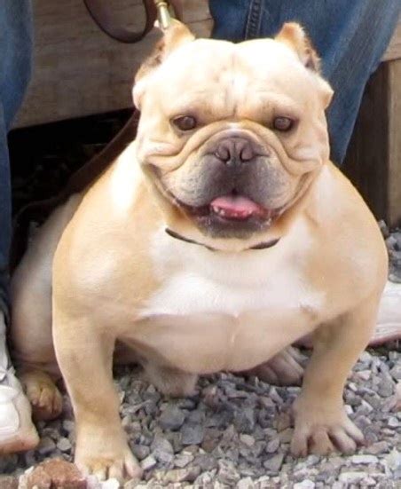 Shorty bull info, history, temperament, training, puppies, pictures. MALE SHORTY BULL | Grand dog, Bully blue, Bully breeds