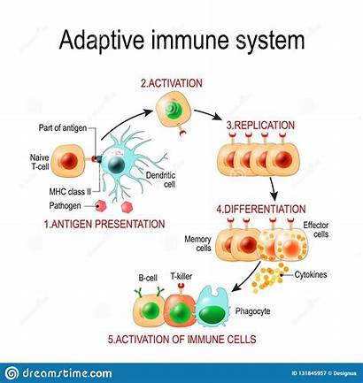 Antigen Immune System Adaptive Cells Memory Activation