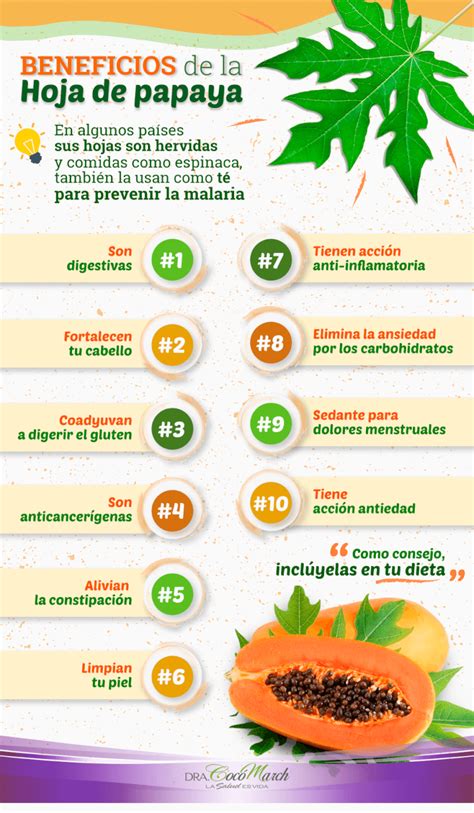Beneficios De La Hoja De Papaya Para Tu Salud Coco March