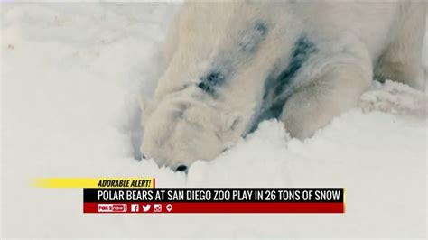Snowy Surprise For San Diego Polar Bears Fox 2