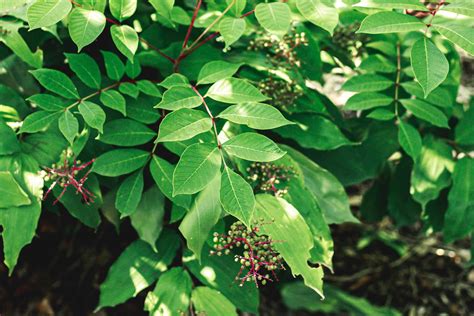 How Do I Identify A Sumac Tree