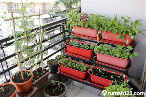 7 Inspirasi Tanaman Sayur Di Kebun Rumah Mungil Penuh Manfaat