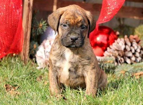 Monte might look grumpy, but he is a happy, playful pup. Boxer-Mastiff Mix puppy for sale in MOUNT JOY, PA. ADN ...
