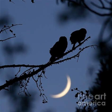 Night Owls By Heather King Owl Silhouette Nightscape Photography