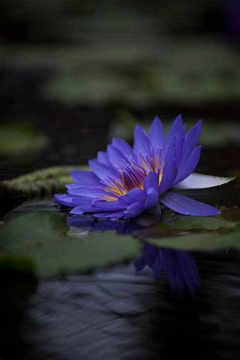 Pin By Virginia Ferreira Ferreira On Water Lilieslotus Blue Lotus
