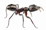 Pictures of Carpenter Ants Vs Regular Ants