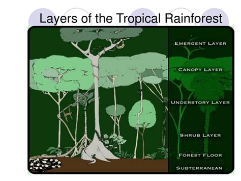 Ppt Tropical Rainforests Powerpoint Presentation Free Download Id