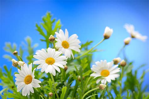 White Daisy Flowers The Sky The Sun Flowers Chamomile Spring Hd