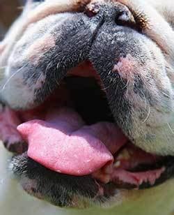 Otherwise, if your dog smells like fish she may have an abnormal medical condition that needs to be addressed. Why Does my Dog's Breath Smell Like Fish? (reasons ...