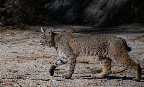 A Bobcat Stalking Its Prey In Yosemtie Valley Stock Photo Download