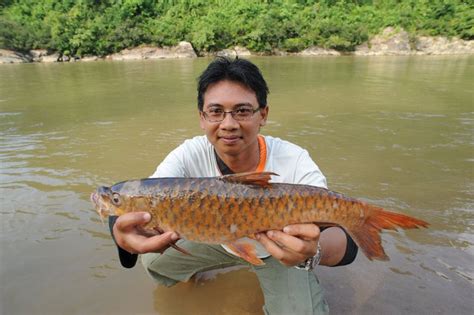 欢迎来学到!这个peribahasa的意思是四处漂泊的人回到自己的故乡（orang yang berdagang pulang ke tempat asalnya atau ke kampung halamannya）例如：在外地工作或者是读书的人，回到自己的家乡。欢迎留言做交流!祝你学到! MALAYSIAN FISH HUNTER: Trip Sungai Tembeling 2011 - Part II