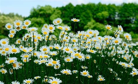 Focus Photography Of White Daisy Flowers During Daytime Hd Wallpaper
