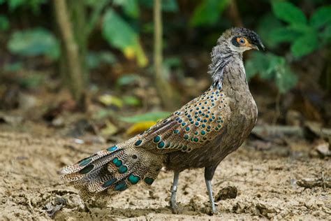 Malaysian Peacock Pheasant