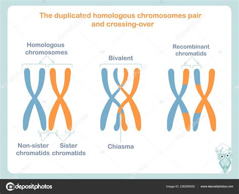 Pareja Cromosomas Homólogos Duplicados Esquema Cruce Color Azul Naranja Cruce Vector Gráfico