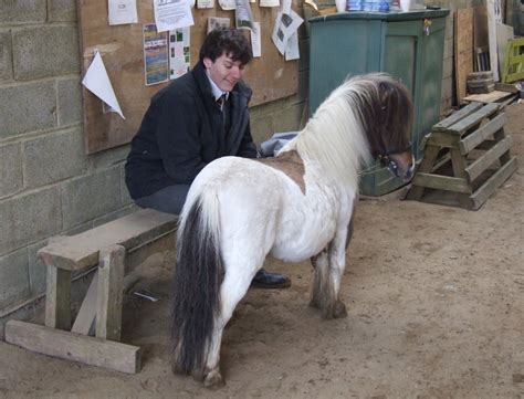 Hericus Miniature Shetland Pony Stud West Wales Mini Extravaganza Show