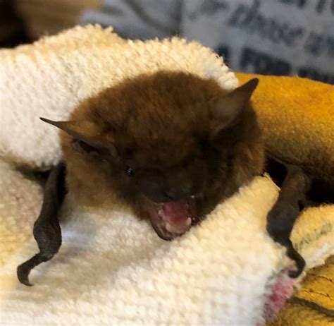 Maryland Biodiversity Project Big Brown Bat Eptesicus Fuscus