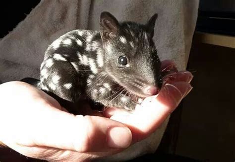 Baby Quoll Quoll Animals Fauna