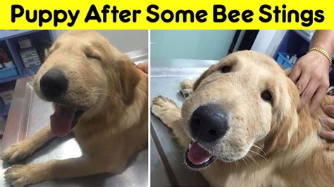 Wholesome Pictures Of Dogs That Ate Bees The Dogs Turned Out Fine