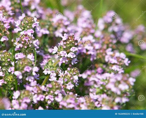 Thymus Vulgaris Known As Common Thyme Stock Image Image Of Flowers