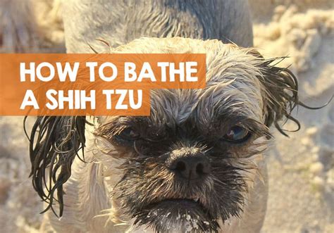 It's normal for infants to spit up after eating or during burping. How Often Should I Bathe My Shih Tzu? + How to Bath & Shower