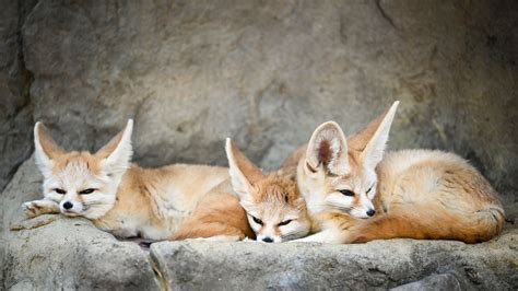 Fennec Fox Fact Sheet Blog Nature Pbs