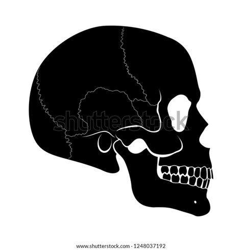 Illustration Black Human Skull Side View Stock Vector Royalty Free