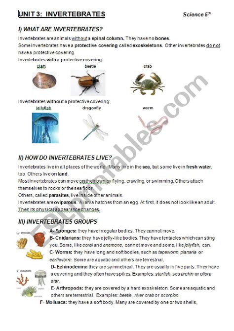 Invertebrates Esl Worksheet By Jjaviergarci