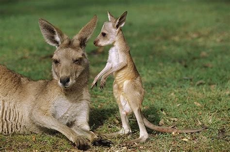 27 Kangaroos And Wallabies That Will Hop All Over Your Heart With