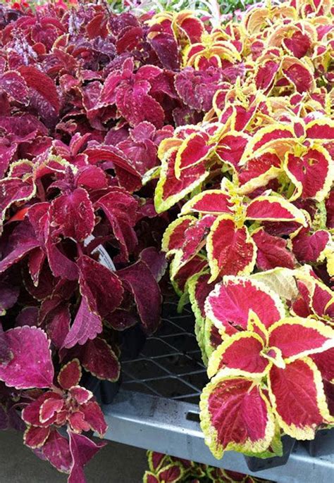 .plants hostas into pots for an attractive patio display offering great advice on where and how to plant in this how to plant hosta guide. Best 25+ Hostas for sun ideas on Pinterest | Sun hostas ...