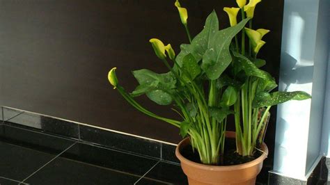 Keeping Potted Calla Lily Plants How To Grow Calla Lilies In A