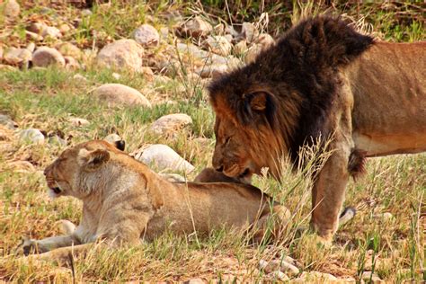 Im rahmen einer safari in südafrika haben sie die möglichkeit, die großen tiere der savannen in ihrem natürlichen lebensraum zu beobachten. Kostenlose foto : Natur, Wildnis, Abenteuer, Tierwelt ...