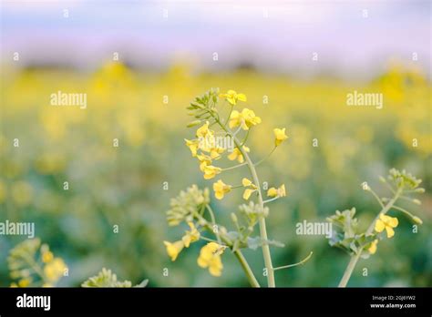 Canola Field In Full Bloom Under Pink Sunset Sky Stock Photo Alamy