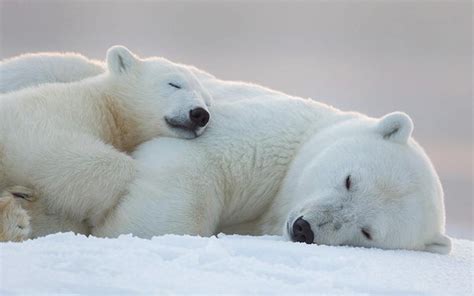Cute Polar Bear Pictures