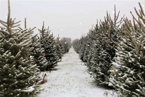 Dolds Christmas Tree Farm Labor Of Love The Story Of One Christmas