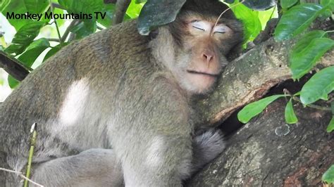 Who Has Not Seen A Sleeping Monkey Awesome Monkey Sleeping Monkey